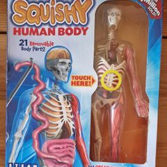 Human Body Educational Toy