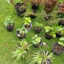 Plants Image 4