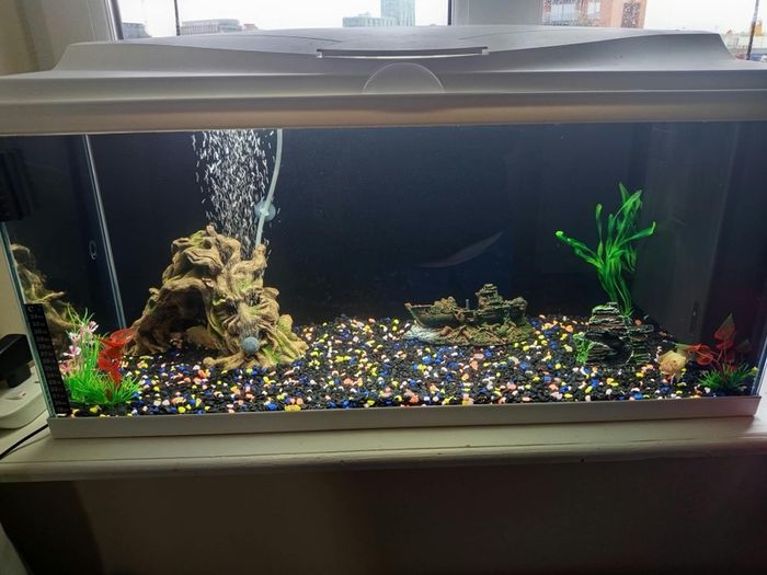fish tank complete set 1 month