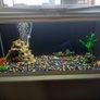 fish tank complete set 1 month Image 3