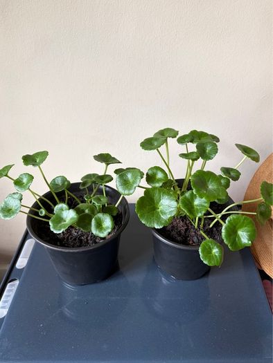 Coin Plant