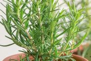 (R) Rosemary seeds 0.04g (220304)