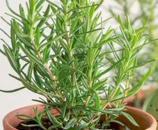 (R) Rosemary seeds 0.04g (220304)