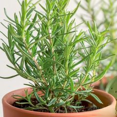 (R) Rosemary seeds 0.04g (220304)