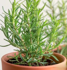 (R) Rosemary seeds 0.04g (220304)