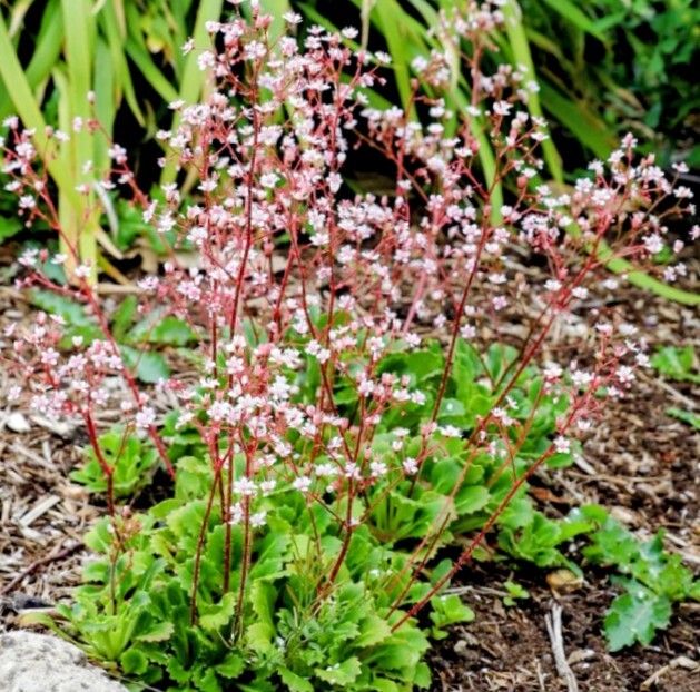 All Plants 5 Euro including rare varieties