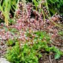 All Plants 5 Euro including rare varieties Image 7