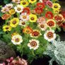 (C) Summer Chrysanthemum Rainbow seeds 1g (414574) Image 3