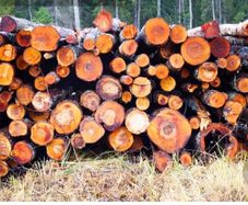 Alder for sale ex forestry