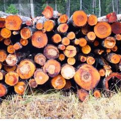 Alder for sale ex forestry