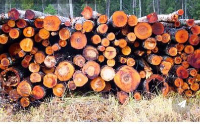 Alder for sale ex forestry
