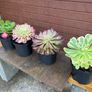 various rare variegated aeoniums Image 9