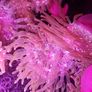speckled rose bubble tip anemone Image 8