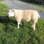 PB  Texel  Ram Image 5