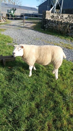 PB  Texel  Ram
