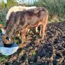 Livestock Image 3