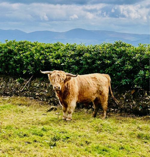 Highland stockbull and bullock