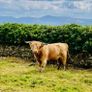 Highland stockbull and bullock Image 2