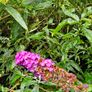 Large Shrubs, Garden Plants Image 7