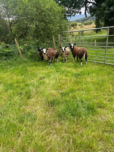 Ewe lamb organic