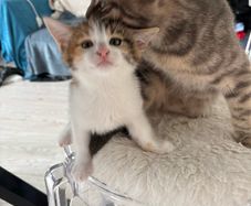 Kittens