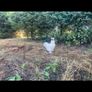 Silkie Cocks Image 2