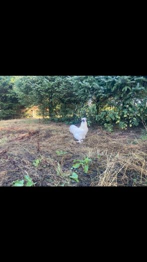 Silkie Cocks