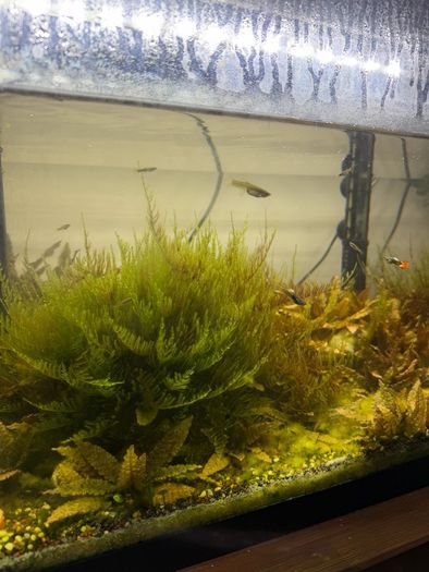 Fish tank with stock (110l)