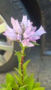Campanula glomerata 'Emerald'