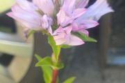 Campanula glomerata 'Emerald'