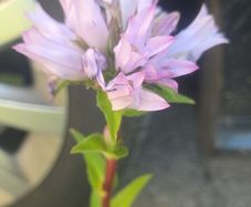 Campanula glomerata 'Emerald'