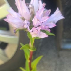 Campanula glomerata 'Emerald'