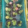 Rhubarb plants Image 3