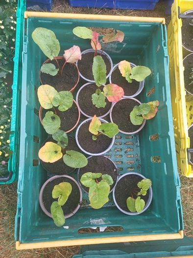 Rhubarb plants