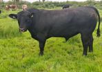 2 yr old angus bull