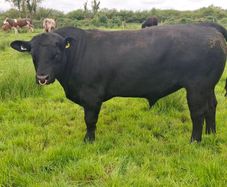 2 yr old angus bull