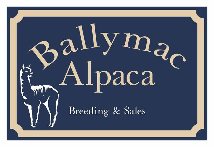 Alpaca's - Ballymac Alpaca