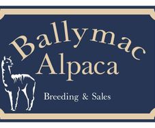 Alpaca's - Ballymac Alpaca