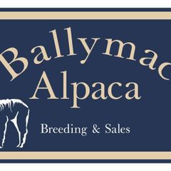 Alpaca's - Ballymac Alpaca