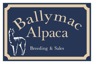 Alpaca's - Ballymac Alpaca