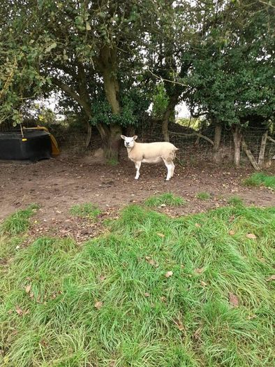 Ewes (4), Ram Lambs (6) PBR Texel .