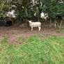 Ewes (4) , Ewe Lambs (6) Ram Lambs (6) PBR Texel . Image 4