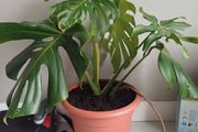 Monstera Deliciosa house plant