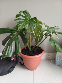 Monstera Deliciosa house plant