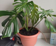 Monstera Deliciosa house plant
