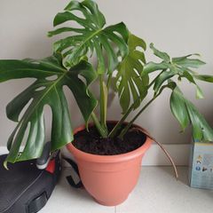 Monstera Deliciosa house plant