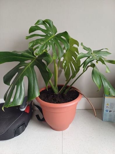 Monstera Deliciosa house plant