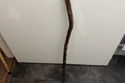 walking stick