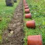 Red Robin Hedging 2.5 feet tall Image 3