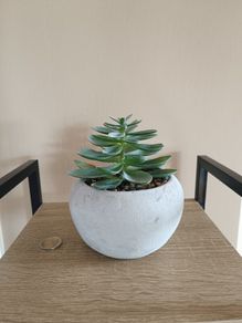 Fake Succulent Plant